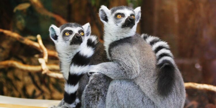 praca w zoo
