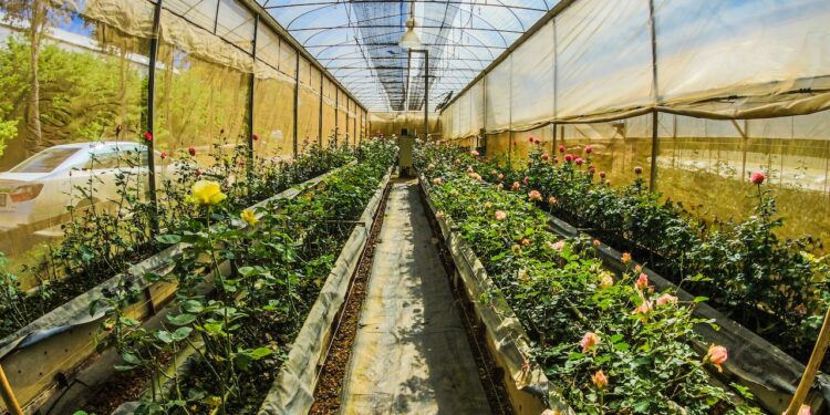 lampy do roslin